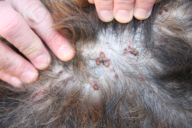 Puppy farm raid shows dog with ticks
